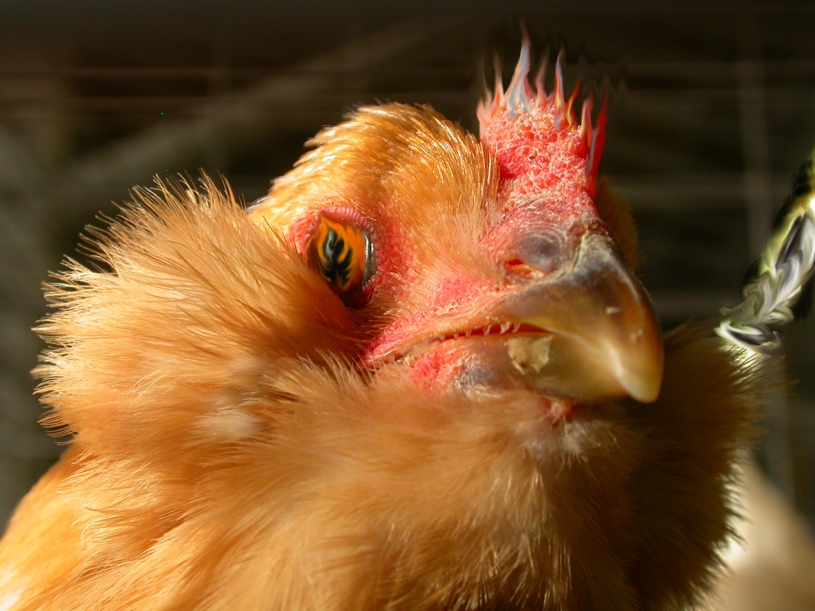 rooster_1b copy.jpg
